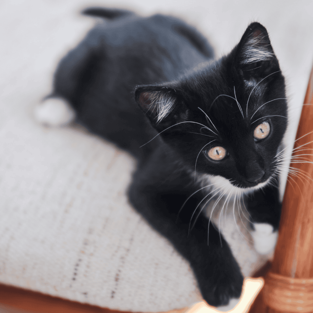 Benefits of inhome pet sitting